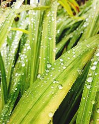 Macro shot of water drops on leaf