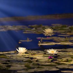 Close-up of water lily blooming in pond