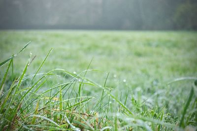 Close-up of grass on field