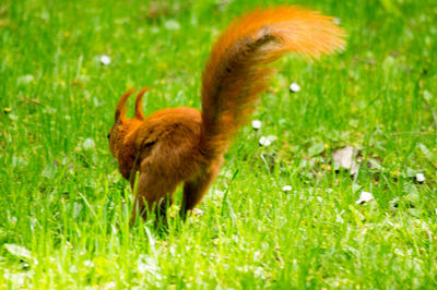 Squirrel standing on field