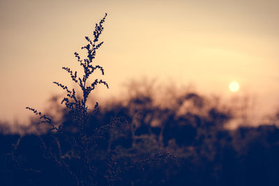 Close-up of plants against sunset