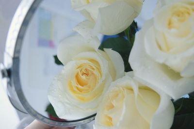 Close-up of roses