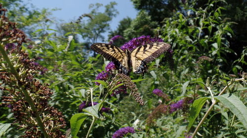 Close-up of butterfly on flowers