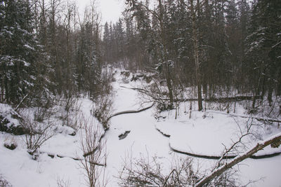 Trees on snow covered landscape