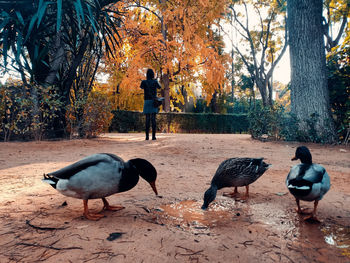 People in park during autumn