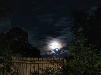 Low angle view of trees against sky at night