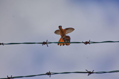 Low angle view of birds on barbed wire against sky