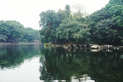 Ducks on lake by trees against sky