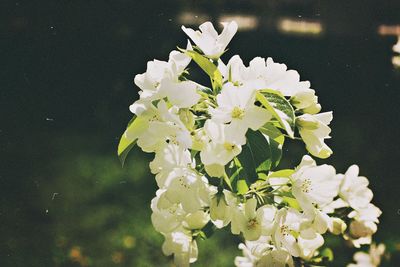 Close-up of white flowers blooming outdoors