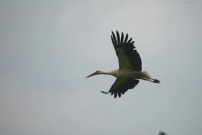 Low angle view of seagull flying