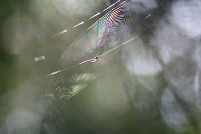 Close-up of spider web on plant