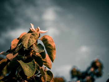 Low angle view of dry leaves against sky
