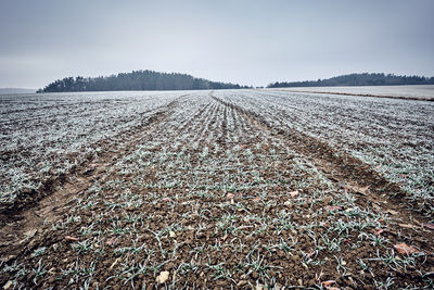 Scenic view of agricultural field against sky