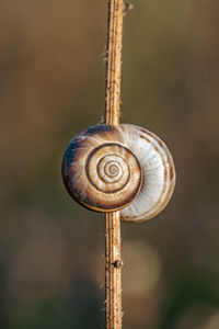 snail