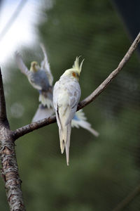 Close-up of bird perching on tree