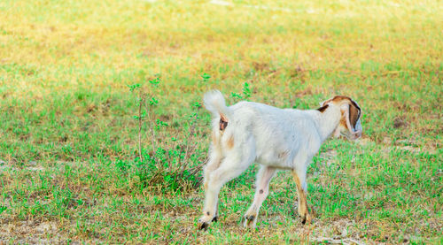 Brown goat in field, free. steep goats.goats eating grass,goat on a pasture,little goat portrai