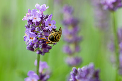 Close-up of bee pollinating on lavender