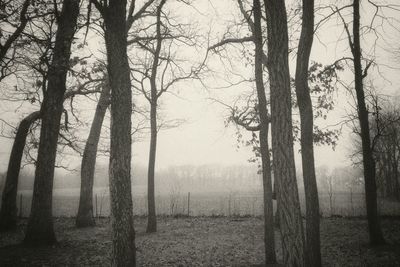 Bare trees in forest