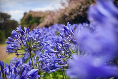 Close-up of purple flowers