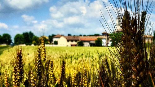 Scenic view of grassy field against sky