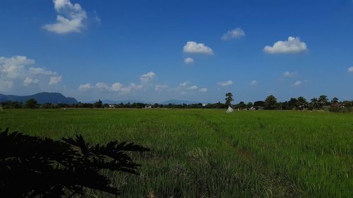 Scenic view of agricultural field against sky