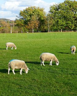 Sheep grazing in pasture