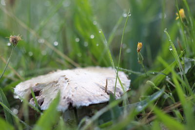 Close-up of mushroom growing on field