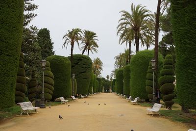 View of palm trees in park against clear sky