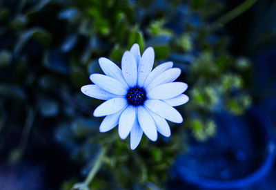 Close-up of purple flower