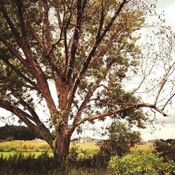 Bare trees on grassy field