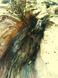 Close-up of lizard on tree trunk