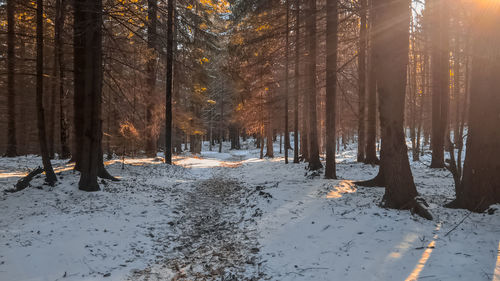 Trees on snow covered land during winter