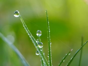Close-up of water drops on plant
