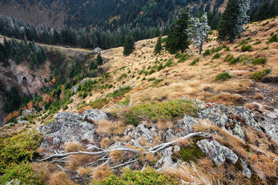 Scenic view of carpathian mountain