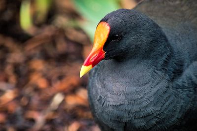 Close-up of a bird