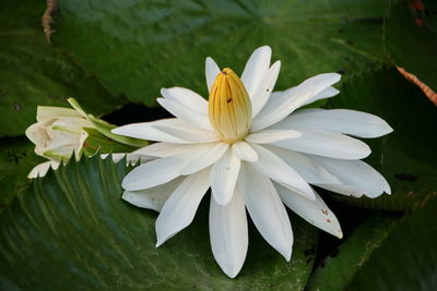 Close-up of white flowering plant