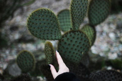 Cropped image of hand touching cactus plant