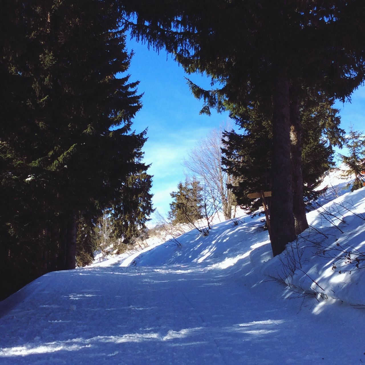 snow, winter, cold temperature, tree, season, weather, covering, tranquility, tranquil scene, nature, beauty in nature, white color, scenics, landscape, road, frozen, the way forward, snow covered, covered, sunlight