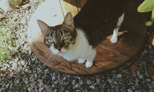 High angle portrait of cat sitting outdoors