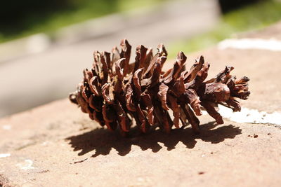 Close-up of cactus plant