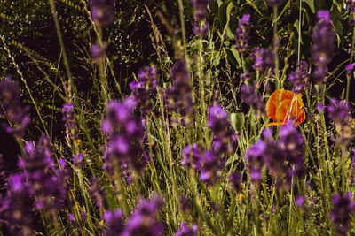 Close-up of purple crocus flowers on field