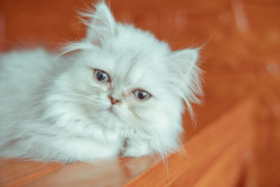 The pup of ginger cat.