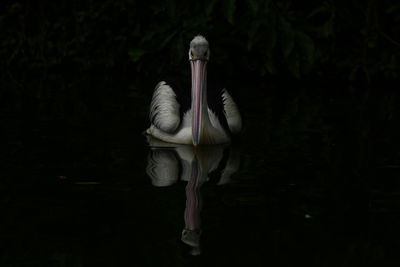 Close-up of bird in lake