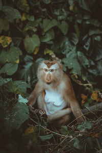 Portrait of monkey sitting on tree in forest