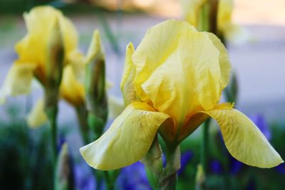 Close-up of yellow flowering plant