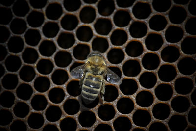 Close-up of insect