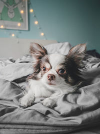 Chuhuahua resting in bed