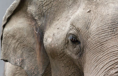 Close-up portrait of elephant