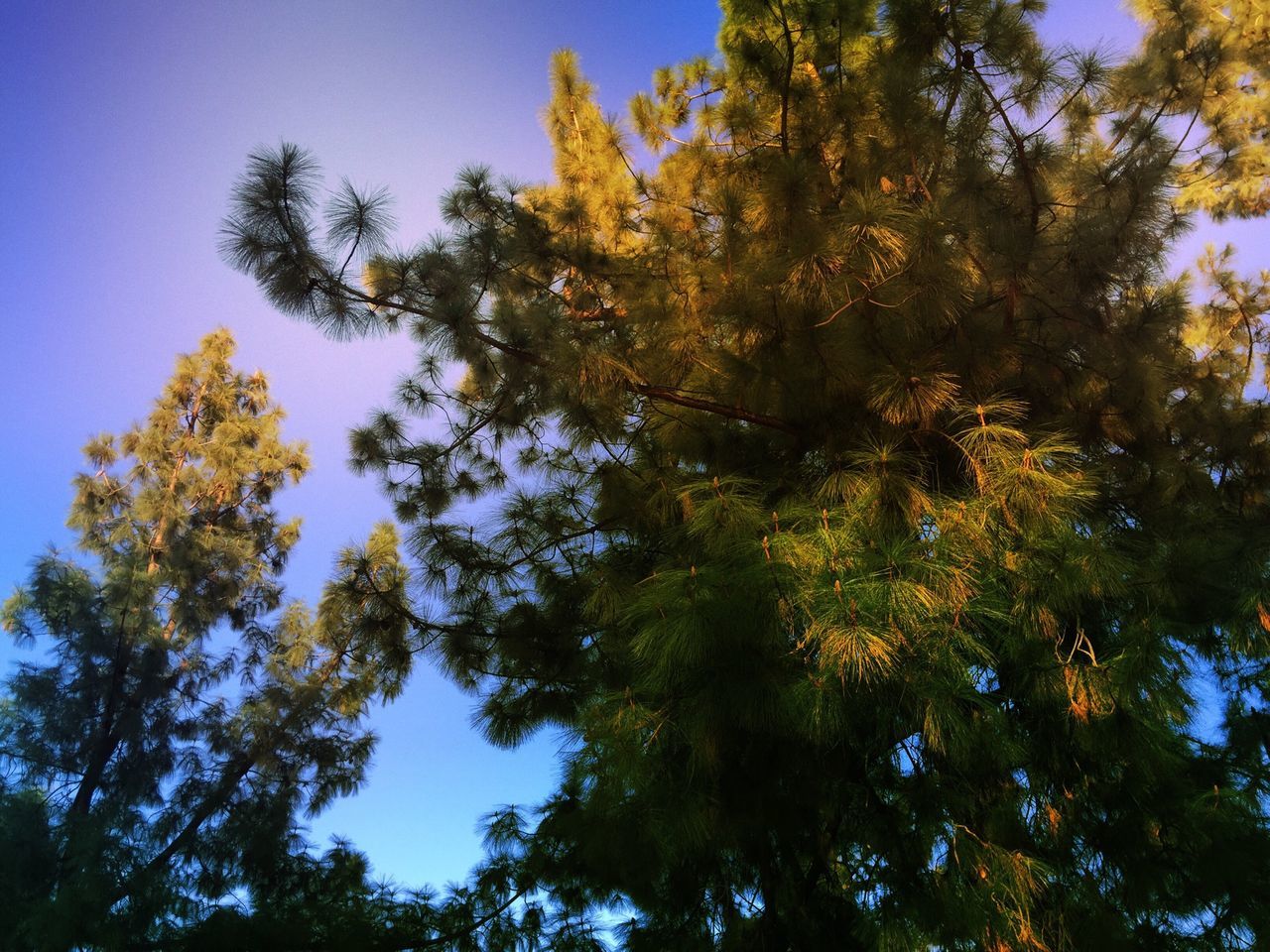 tree, low angle view, growth, clear sky, branch, tranquility, blue, nature, beauty in nature, sunlight, sky, tranquil scene, scenics, day, forest, outdoors, no people, green color, tree trunk, idyllic