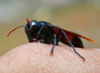 Close-up of insect on finger